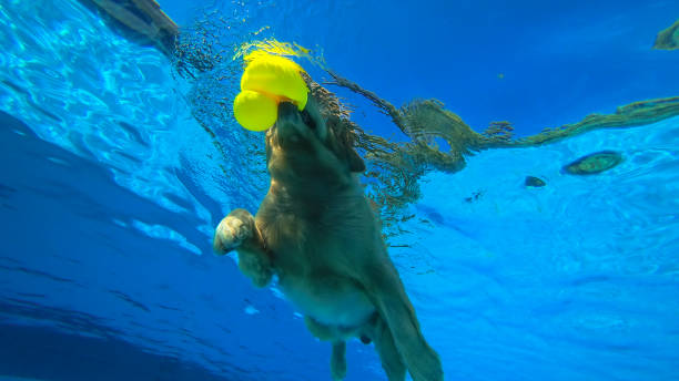 esercizi per cuccioli golden retriever in piscina (vista subacquea) - underwater dog adult happiness foto e immagini stock