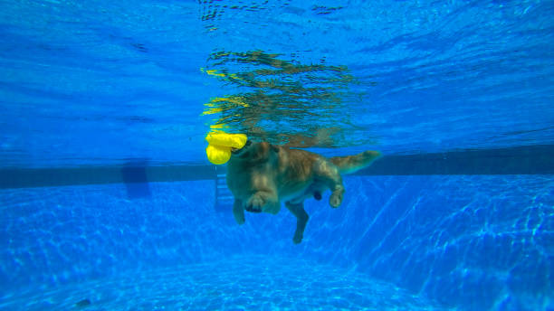 exercícios do filhote de cachorro do retriever dourado na piscina (vista subaquática) - underwater dog adult happiness - fotografias e filmes do acervo