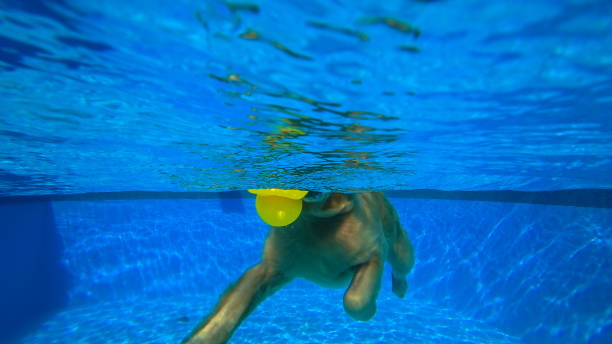 exercícios do filhote de cachorro do retriever dourado na piscina (vista subaquática) - underwater dog adult happiness - fotografias e filmes do acervo