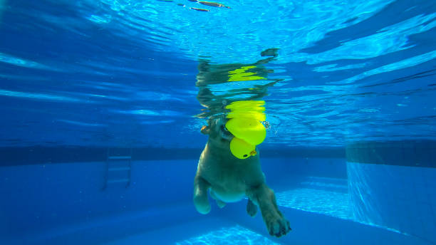 exercícios do filhote de cachorro do retriever dourado na piscina (vista subaquática) - underwater dog adult happiness - fotografias e filmes do acervo