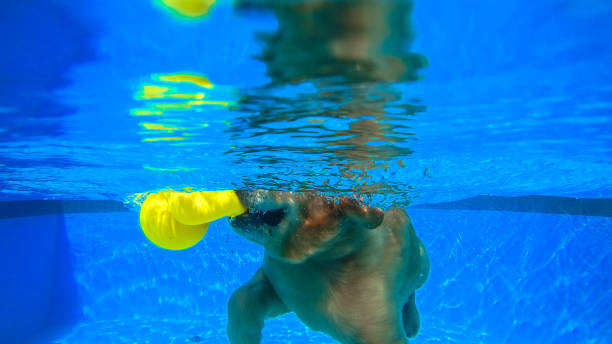 esercizi per cuccioli golden retriever in piscina (vista subacquea) - underwater dog adult happiness foto e immagini stock