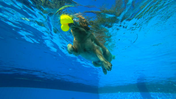 esercizi per cuccioli golden retriever in piscina (vista subacquea) - underwater dog adult happiness foto e immagini stock