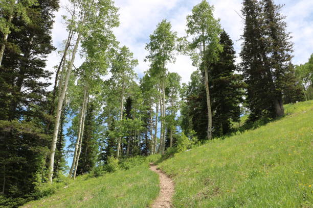 Summer Aspens at Deer Valley, Utah An aspen grove grows near a summer hiking trail at the Deer Valley resort near Park City, Utah. deer valley resort stock pictures, royalty-free photos & images