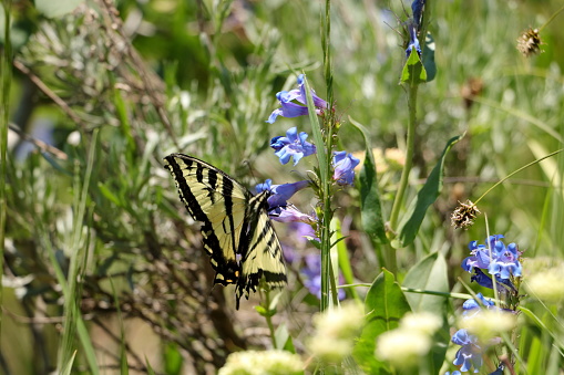 A Two-tailed swallowtail butterfly sips nectar from the Mountain bluebell flower in Park City, Utah.
