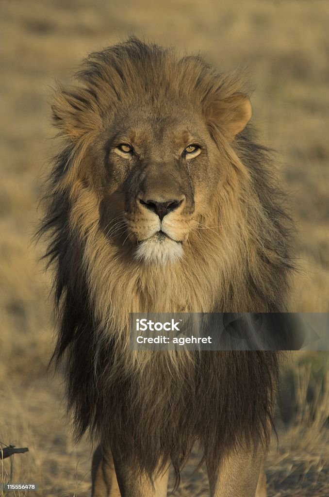 King of the Animals Large male lion in morning light, Okonjima, Namibia Lion - Feline Stock Photo