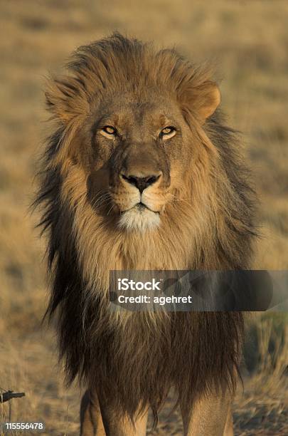 King Of The Animals Stock Photo - Download Image Now - Lion - Feline, Muscular Build, Animal