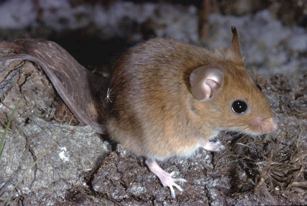 gyllene mus (ochrotomys nuttalli) - guldmus fotografier bildbanksfoton och bilder