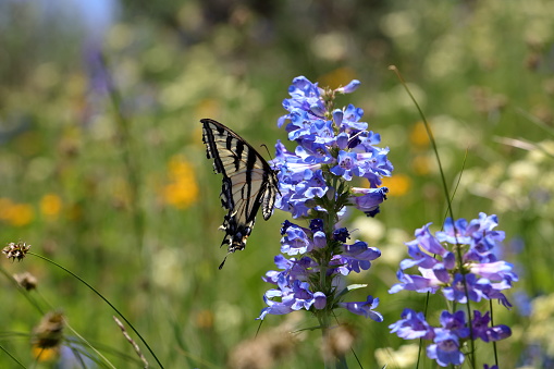 The two-tailed Swallowtail butterfly sits on a mountain bluebell flower early in the summer wildflower season in the Wasatch Mountains near Park City, Utah.