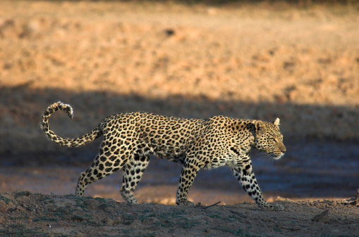 Full side view of female leopard. Location:Namibia