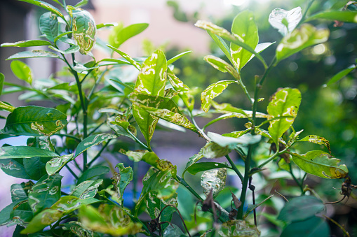 leaf miner infected lemon tree leaves