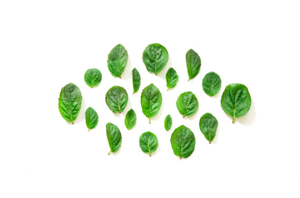 istock Top view of mint herbs on white background. Minimal raw herb concept design. - Image 1155566798