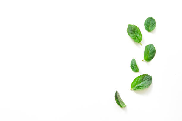 Top view of mint herbs on white background. - Image Top view of mint herbs on white background. - Image spearmint stock pictures, royalty-free photos & images