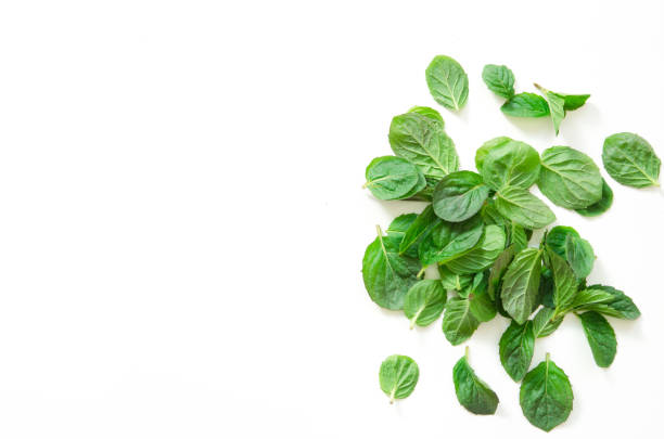 istock Top view of mint herbs on white background. - Image 1155566806