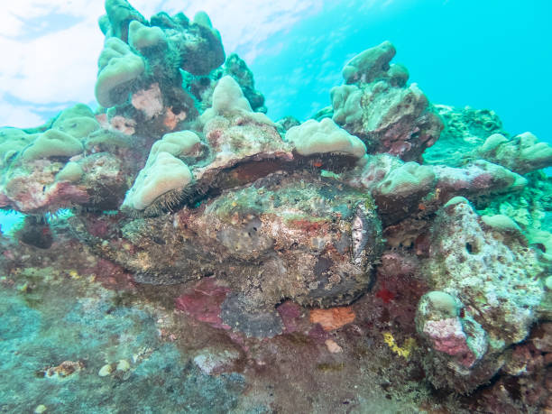 Underwater stonefish stock photo