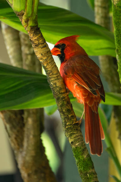 istock cardinal Bird of Hawaii 1155567903