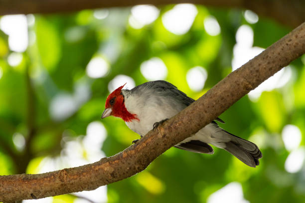 istock cardinal Bird of Hawaii 1155568441