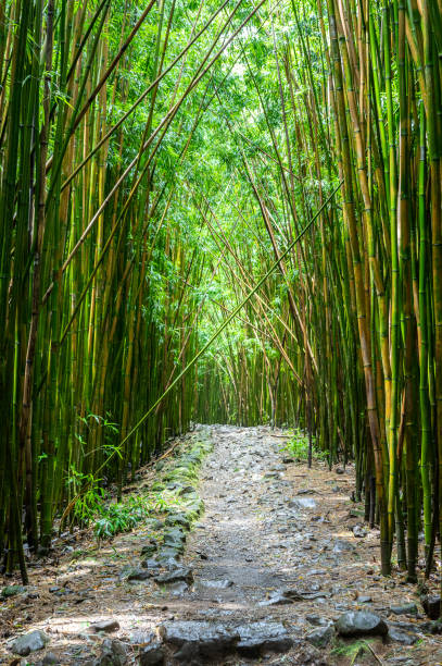 Maui bamboo forest stock photo