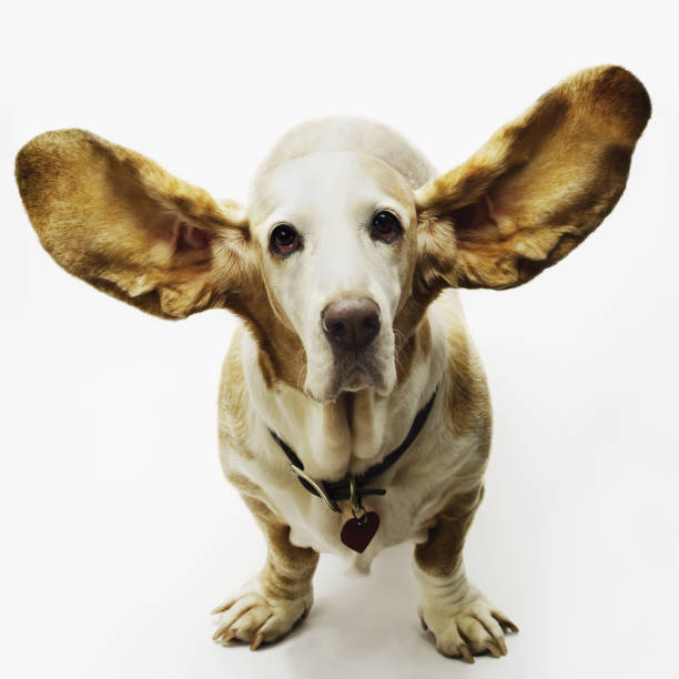 istock Bassett Hound Dog 115556861