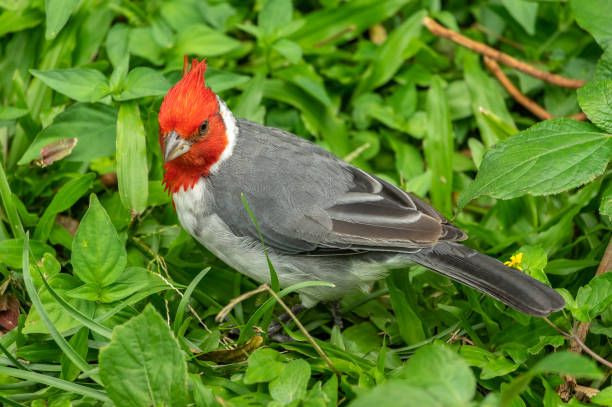 istock Bird of Hawaii 1155568639