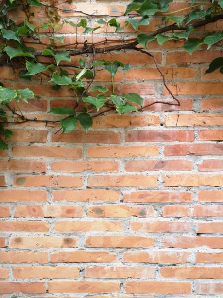 istock Green ivy over brick wall background 1155568689