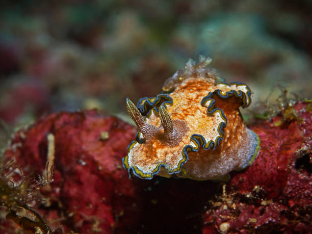 istock Girdled Glossodoris, Blaurand-Sternschnecke (Glossodoris cincta) 1155570110