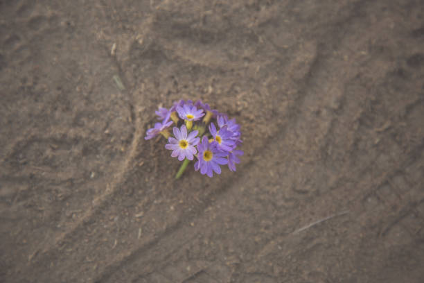 Just outside Capitol Reef National Park, Utah, desert purple mat flowers grow out of the dried mud cracks.