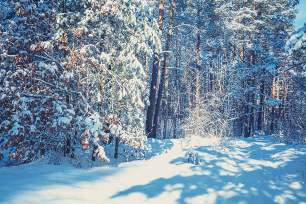 istock Winter pine forest covered with the deep snow. Pine trees covered with snow. Winter nature. Nature winter background. Christmas background 1155574195