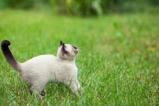 istock Little funny siamese kitten walking on the grass in summer 1155574722