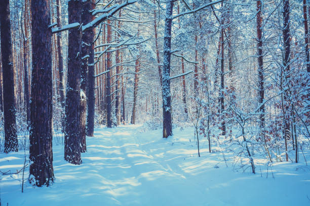 istock Winter pine forest covered with the deep snow. Pine trees covered with snow. Winter nature. Nature winter background. Christmas background 1155575807