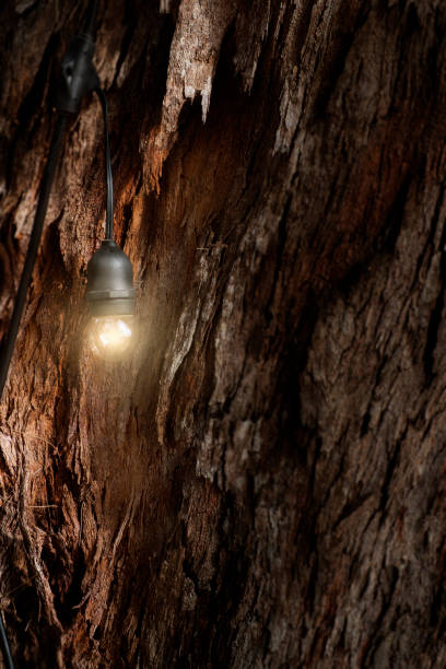 istock bright light bulb on tree trunk fantasy design 1155578226