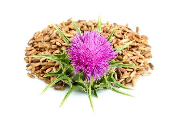 istock Milk thistle flowers (Silybum marianum, Scotch Thistle, Marian thistle ) with seeds. 1155578953