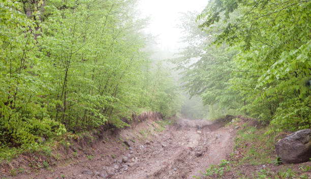 istock Beautiful view. The road in the spring forest 1155579881