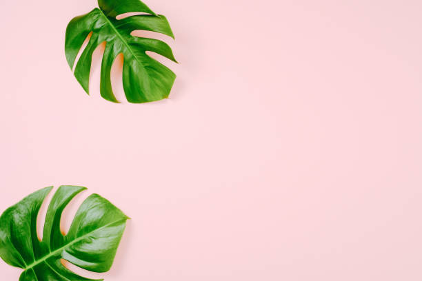 istock Tropical leaves Monstera on pink background with space for a text. Flat lay, top view, pastel colors, summer minimal concept 1155580062