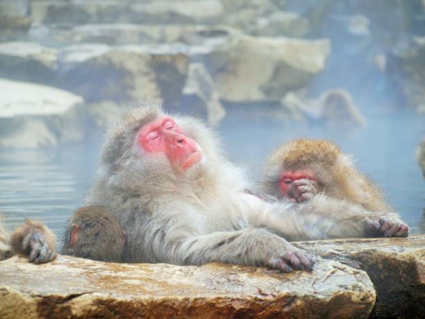 istock snow monkey bathing in hot springs 001 1155582018