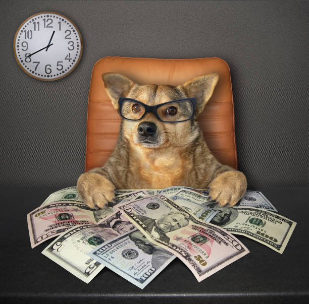 собака за столом с долларами 3 - making money фотографии стоковые фото и изображения