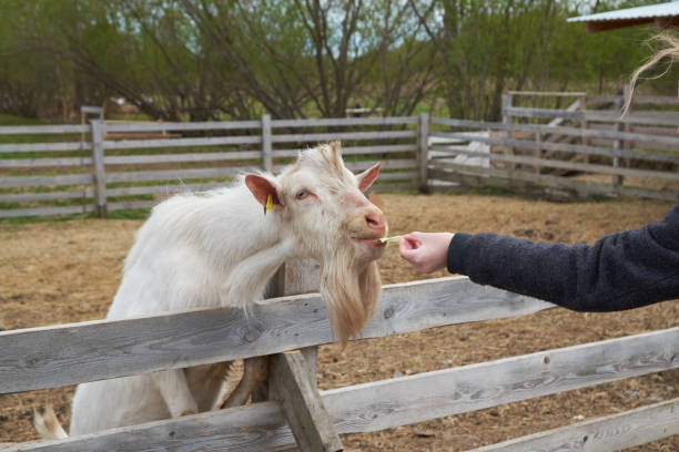 istock Goats behind the fence on the farm 1155582085