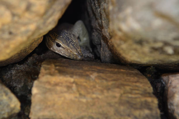 young waran goanna