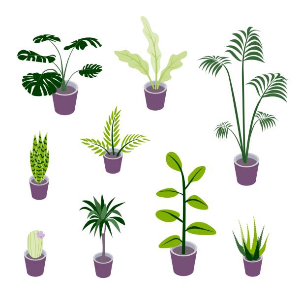 ilustrações, clipart, desenhos animados e ícones de jogo de ilustrações potted isométricas das plantas para ilustrações internas do projeto - bush flower pot tree flower