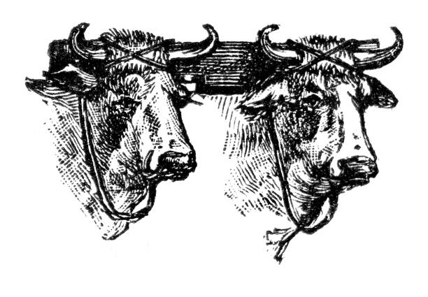 ilustrações, clipart, desenhos animados e ícones de pares de boi com ilustração 1888 do garfo - oxen yoke