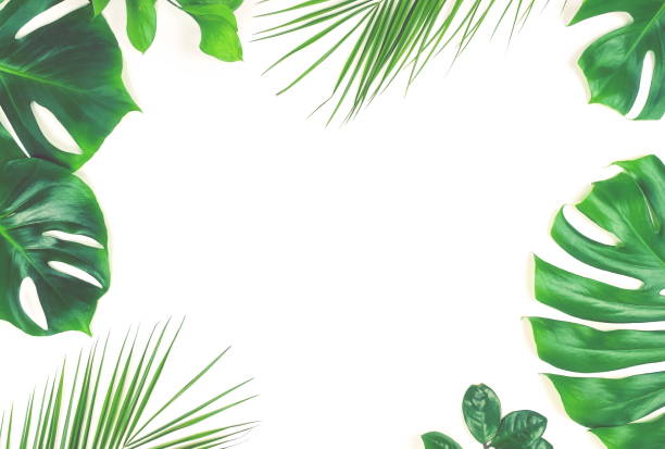 istock tropical green palm leaves, branches pattern frame on a white background toned. top view.copy space.abstract. 1155588663