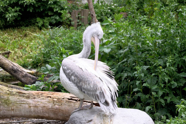 istock The large white and gray pelican 1155588676