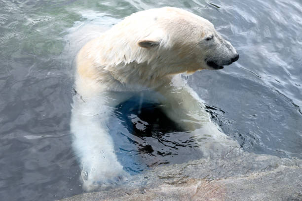 istock The large polar bear swimming in the water 1155588709