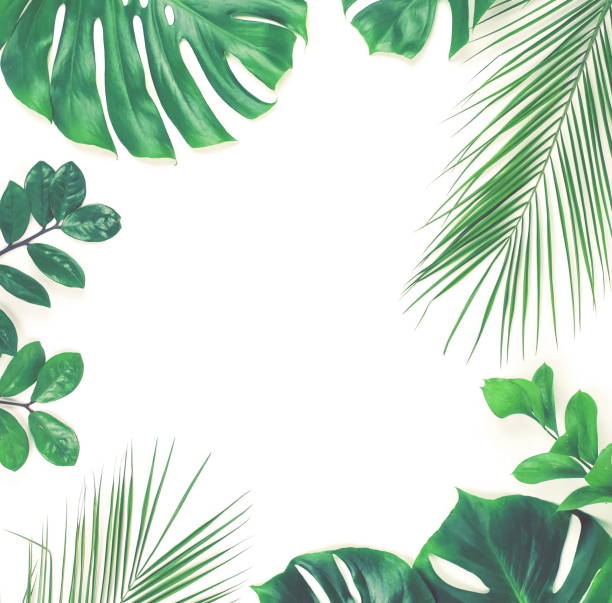 istock tropical green palm leaves, branches pattern frame on a white background toned. top view.copy space.abstract. 1155588819