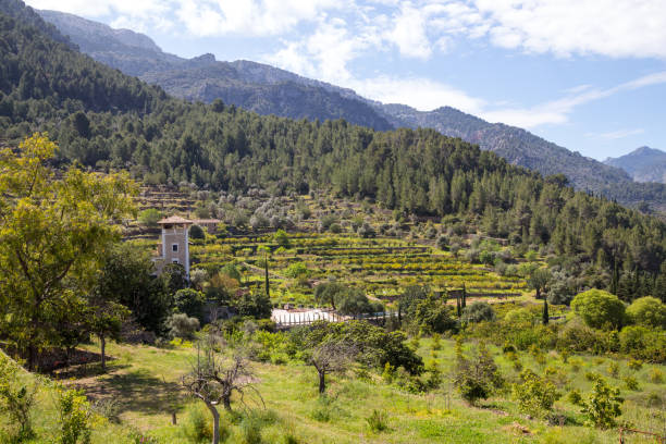 istock Olive plantation near Biniaraix 1155588949