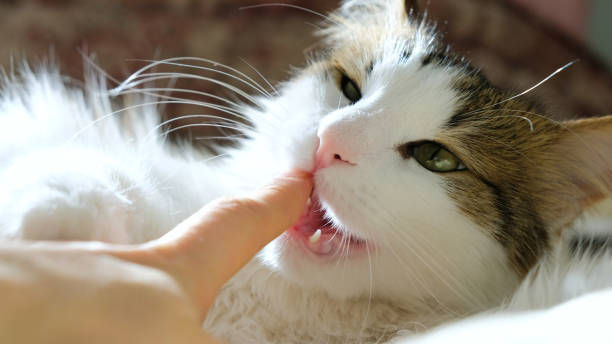 istock Home white cat bites fingers lying on bed 1155589085
