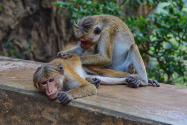 istock Sri Lanka Sigiriya 1155589963