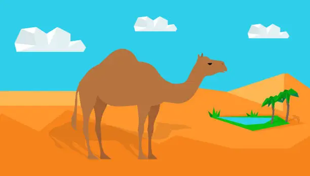 Vector illustration of Dromedary Camel in Desert Vector in Flat Design