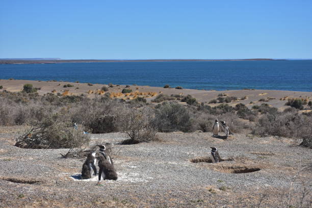 istock Punta Tombo penguin colony, Patagonia 1155591119