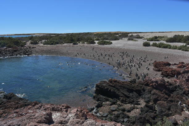 istock Punta Tombo beach day view, Patagonia, Argentina 1155591234