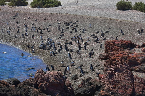 istock Punta Tombo penguin colony, Patagonia 1155591253